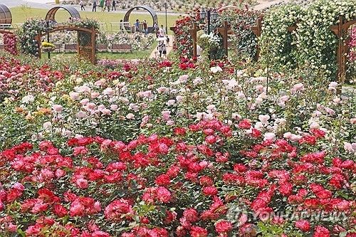 임실 장미원