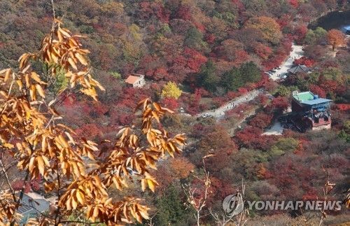 단풍 물들어가는 내장산