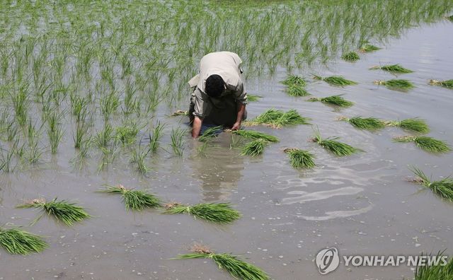 인도의 쌀 재배 농민