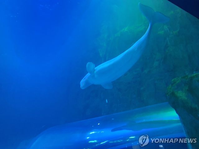 롯데월드 아쿠아리움에서 수영하는 벨루가 '벨라'