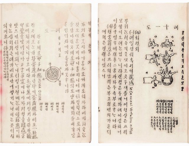 '해부학(제중원 한글의학교과서)' 제1권 부분 