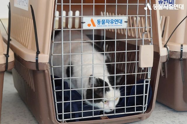 마포구 동물카페에서 구조된 반려묘