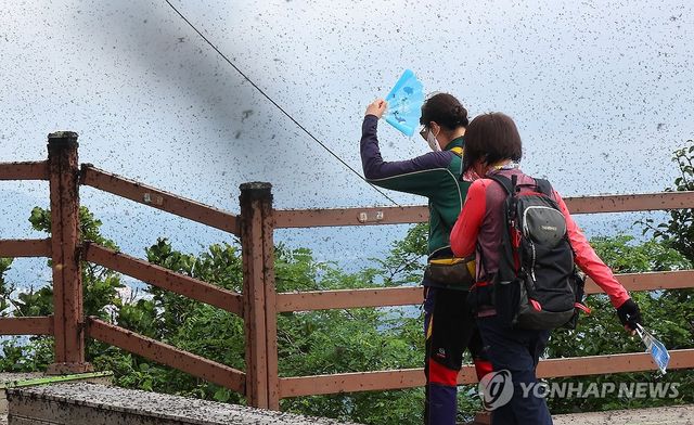 지난해 러브버그로 뒤덮인 계양산 정상