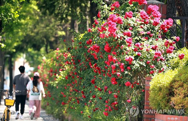 도심 속 장미 활짝