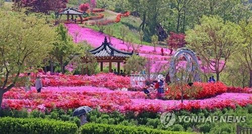 분홍빛 물든 전북 임실군 옥정호 붕어섬