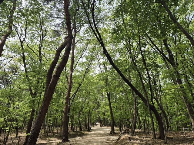 구리 동구릉 숲길