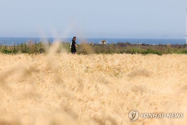 황금빛 보리밭 사이로