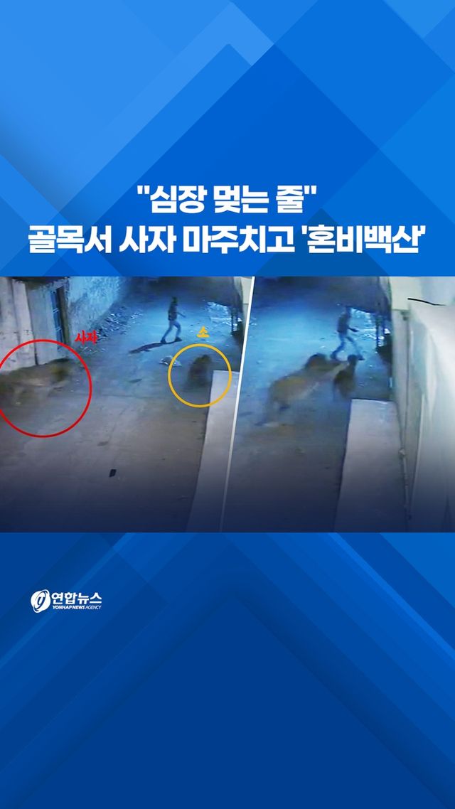 [쇼츠] "심장 멎는 줄"…골목서 사자 마주치고 '혼비백산' - 2