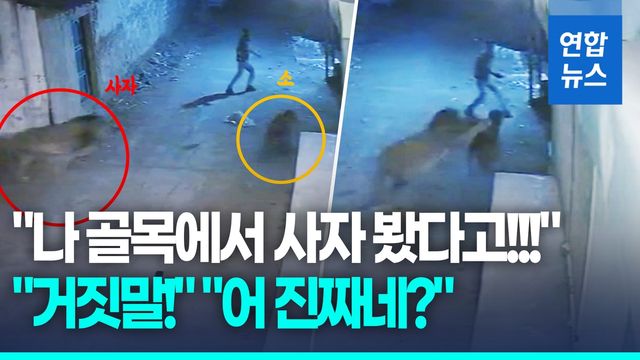 [영상] "사냥감 쫓던 사자와 눈 마주쳤다"…인도 주택가 '아찔한 조우' - 2