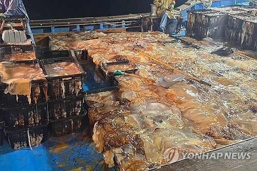 2025년 8월 경북 포항시 남구 구룡포항에 들어온 어선에 해파리가 가득 실린 모습