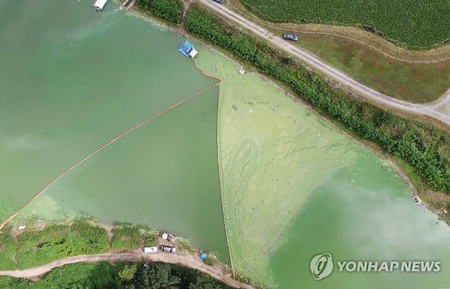 옥천 서화천 하류에 모인 녹조 찌꺼기