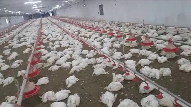 폐사 사고가 발생한 양계장