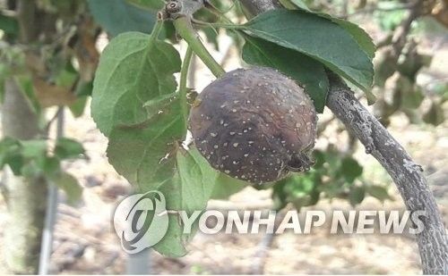 과수 화상병 증상
