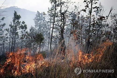 온두라스 산불