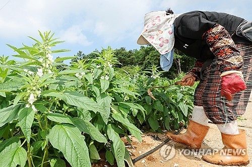 폭염 속 밭일하는 농민 