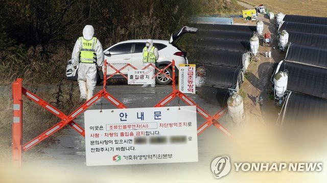 고병원성 조류인플루엔자 발생 (CG)