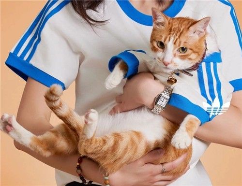 보호자와 맞춰 입을 수 있는 반려동물 전용 의류