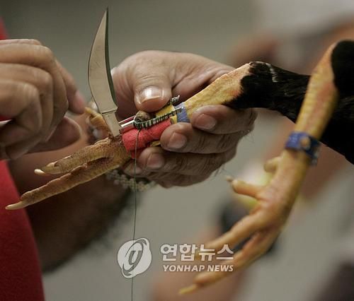 필리핀 싸움닭 발에 부착된 칼
