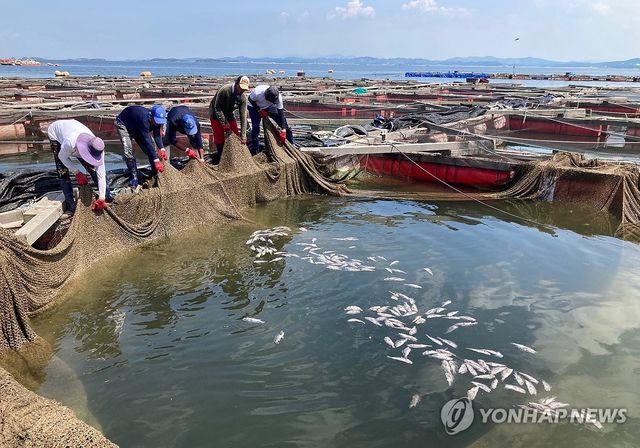 폐사한 우럭