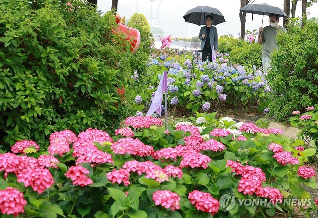 수국 산책길