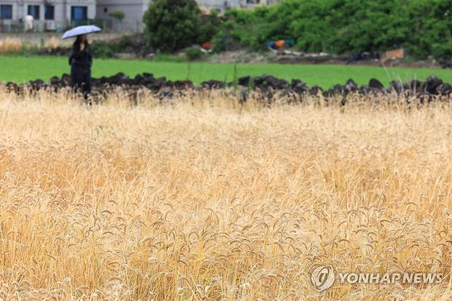 비 내리는 제주