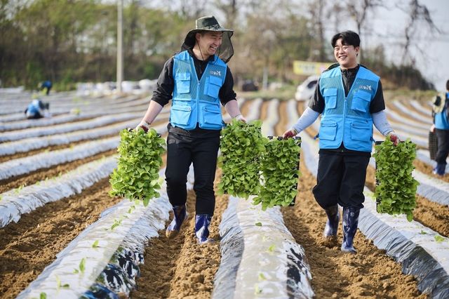 입담배 농가에서 봉사활동 하는 KT&G 직원들