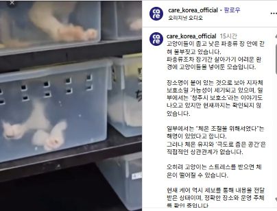 파충류 사육장에 임시 보호 중인 새끼고양이들
