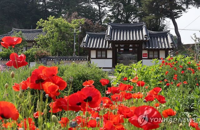활짝 핀 붉은 양귀비