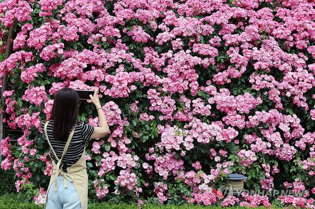 '화사한 장미 담기'