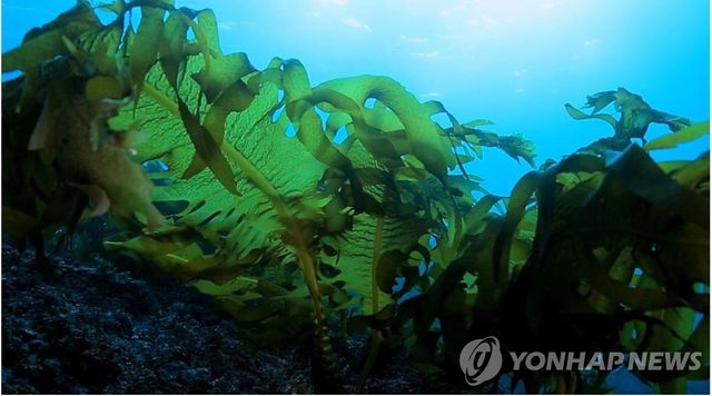 바닷속 해조류