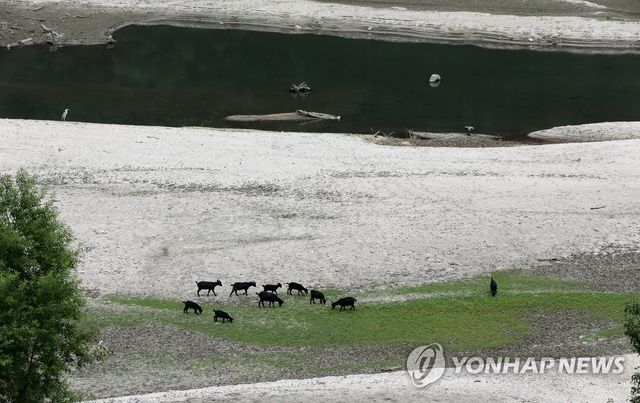 지난해 강릉 가뭄 당시 물 없는 저수지서 풀 뜯는 흑염소