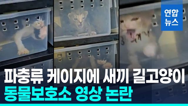 [영상] 파충류 사육장에 새끼 고양이들…수그리고 발버둥 - 2