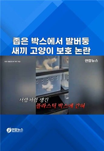 [쇼츠] 좁은 박스에서 발버둥…새끼 길고양이 보호 논란 - 2