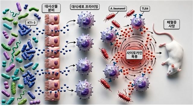 특정 장내 미생물에 의한 치명적 패혈증 유발 구조
