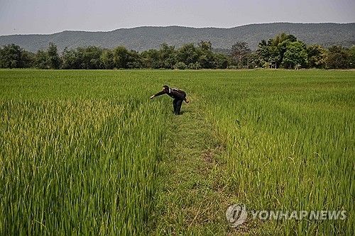 태국의 논 