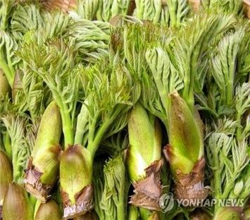 순창 참두릅