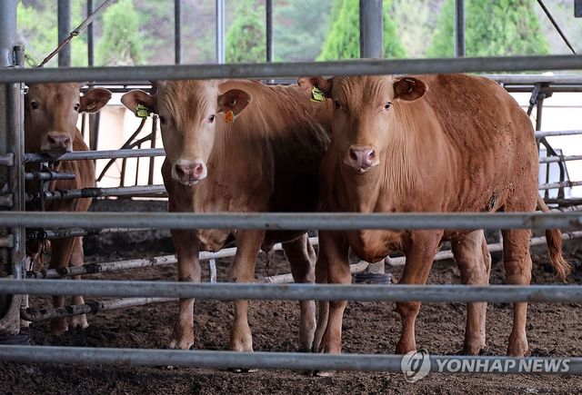 충남 홍성군 갈산면의 한 한우 농가 모습