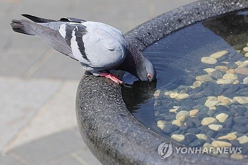 비둘기. [연합뉴스 자료사진]