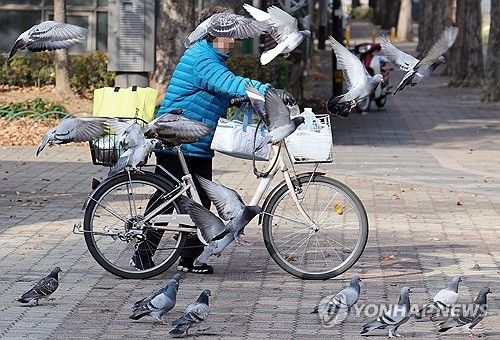 경기 고양시 한 공원 비둘기들. [연합뉴스 자료사진]
