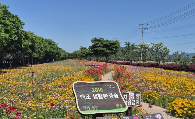 활짝 핀 봄꽃