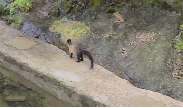 무등산서 발견된 담비