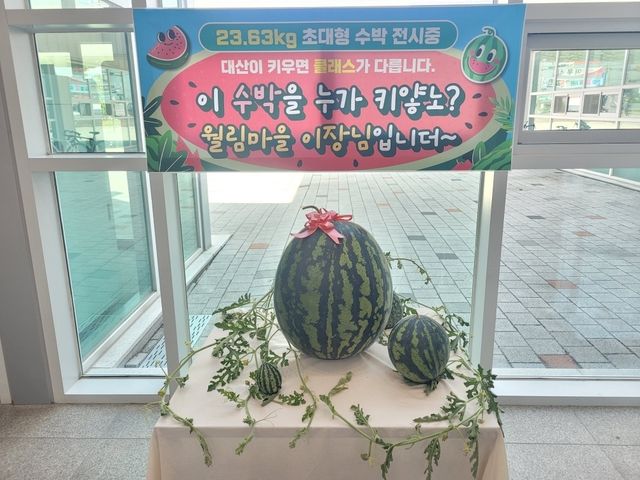 창원 대산 초대형 수박