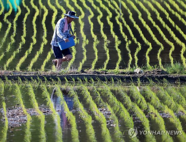 논에 비료 주는 농부