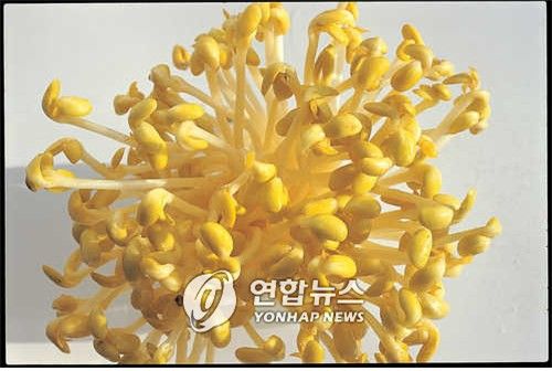 콩나물