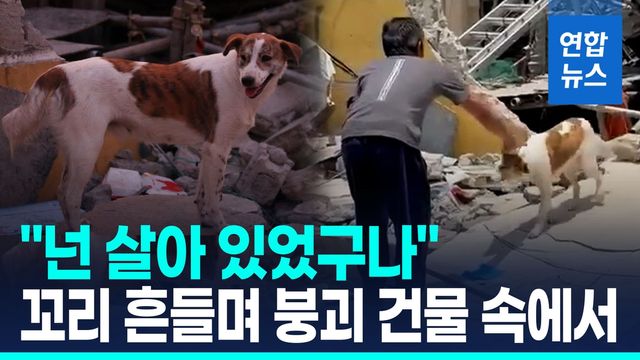 [영상] 건물 붕괴 생존자 발견 못했는데…개 한 마리가 - 2