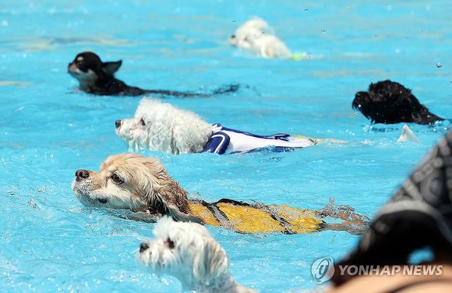 '물개가 따로 없네'