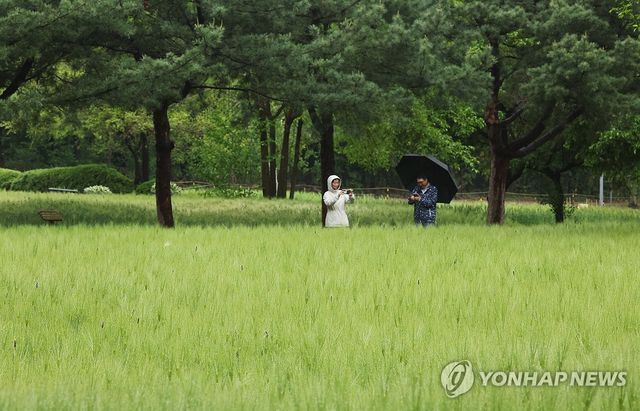 봄비 내리는 날, 청보리밭 산책