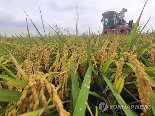 벼 수확