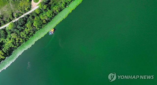 작년 8월 29일 대구 달성군 강정고령보 인근 낙동강에 녹조가 발생해있다. [연합뉴스 자료사진]