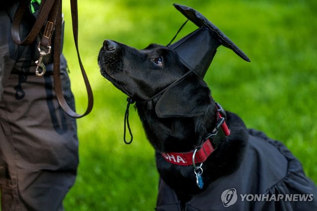 미국 하버드대 경찰견 샤샤가 28일(현지시간) 하버드대 졸업식에서 학사모와 학위 가운을 착용한 모습. [로이터=연합뉴스]
